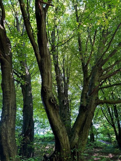 Wojsławickie Klimaty - galeria zdjęć